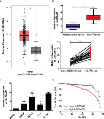 Up-Regulation of LINC00665 Facilitates the Malignant Progression of Prostate Cancer by Epigenetically Silencing KLF2 Through EZH2 and LSD1